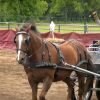 attelage-cheval